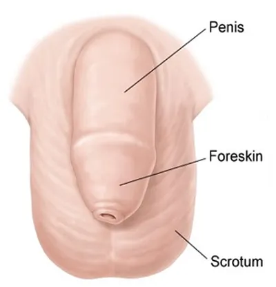 Illustration foreskin - Image 2