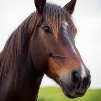 Illustration carries - Image 1