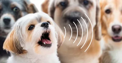 Illustration yap - Image 1