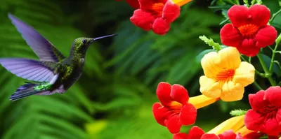 Illustration batting - Image 1