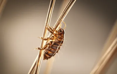 Illustration crumb - Image 1