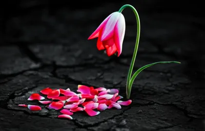 Illustration cost - Image 1