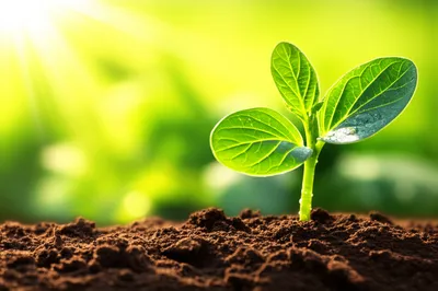 Illustration greener - Image 1