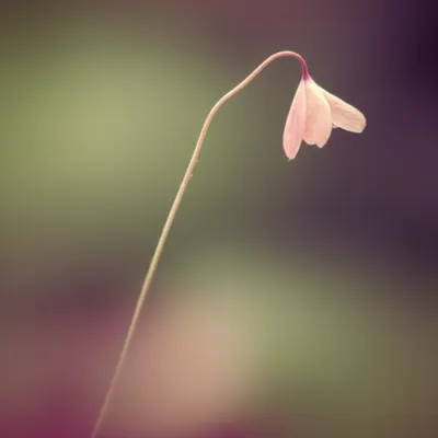 Illustration slightest - Image 1