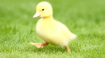 Illustration waddles - Image 1