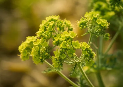 Illustration musk - Image 1