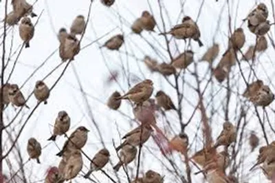 Illustration host - Image 4