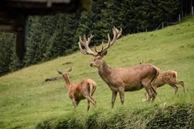 Illustration deer - Image 2