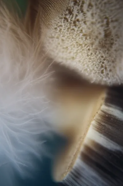 Illustration pith - Image 1