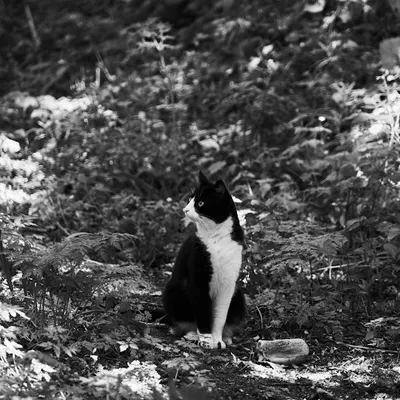 Illustration felid - Image 2