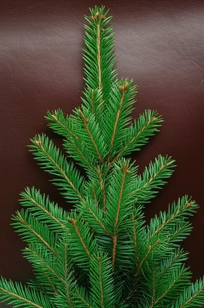 Illustration spruce - Image 1