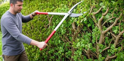 Illustration trimmed - Image 1