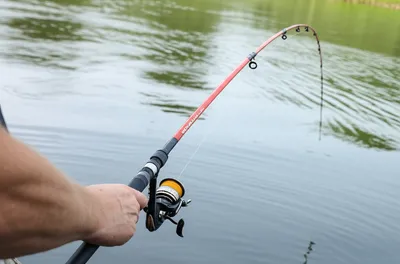 Illustration catfish - Image 1