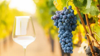 Illustration varietal - Image 1