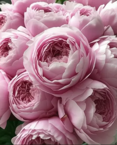 Hình ảnh minh họa multiplex - Ảnh 1