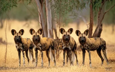 Illustration dingoes - Image 1