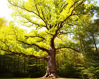 Illustration rear - Image 1