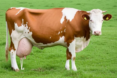 Illustration sprung - Image 1