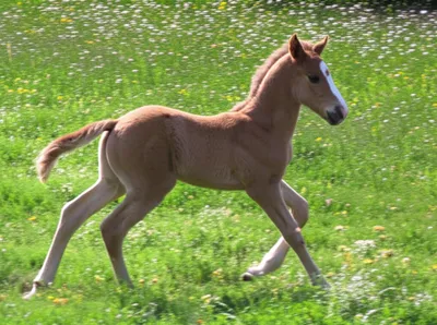 Illustration trot - Image 1