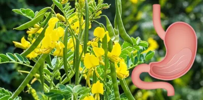 Illustration senna - Image 1