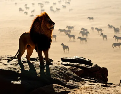 Illustration prevailed