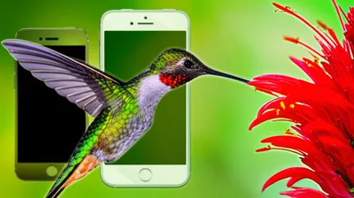 Illustration whiz - Image 1