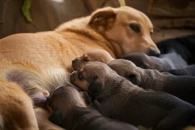 Illustration puppy - Image 1