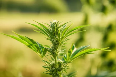 Illustration teas - Image 1