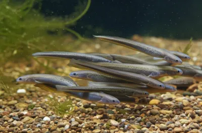 Illustration prides - Image 1