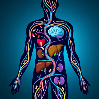 Illustration pharmacokinetics