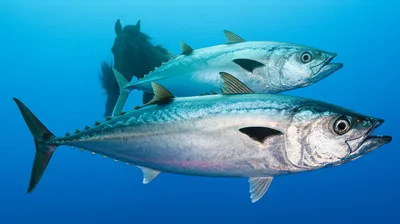 Illustration ton - Image 1