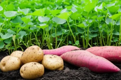 Illustration tuberous