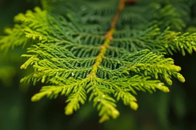 Illustration needles - Image 1