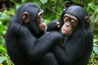 Illustration siblings - Image 1