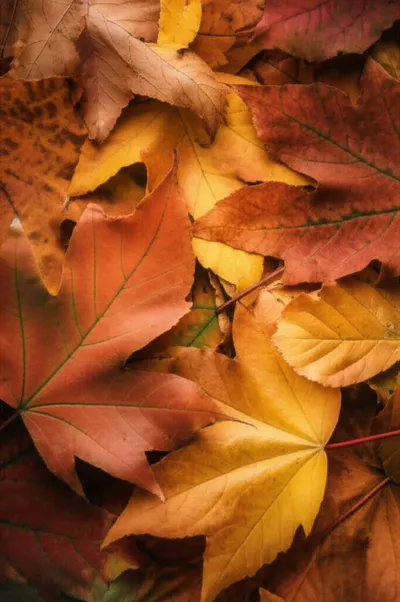 Illustration laps - Image 1