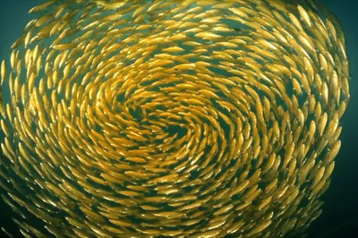 Illustration fry - Image 1