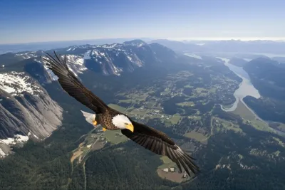 Illustration overseen