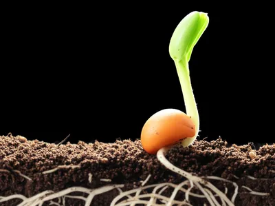 Illustration develops - Image 1