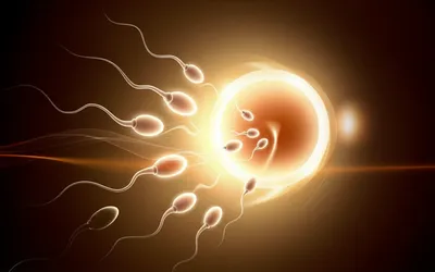 Illustration fertilise - Image 1