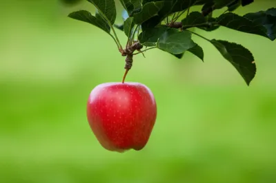 Illustration falls - Image 1