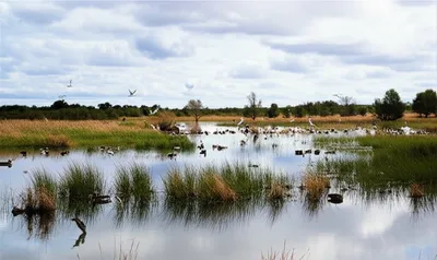 Illustration wetlands