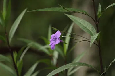 Illustration simplex - Image 2