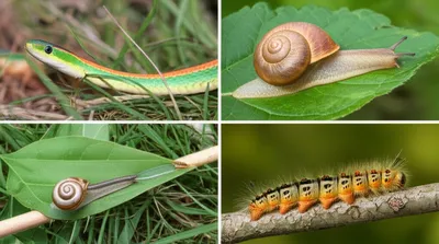 Illustration worms - Image 1