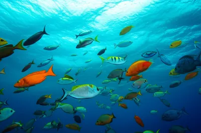 Illustration swam - Image 1