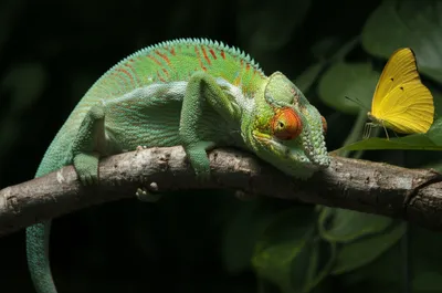 Illustration came - Image 1