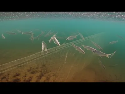 Illustration gill - Image 1