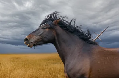 Illustration barb - Image 1