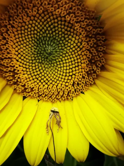 Illustration basest - Image 1