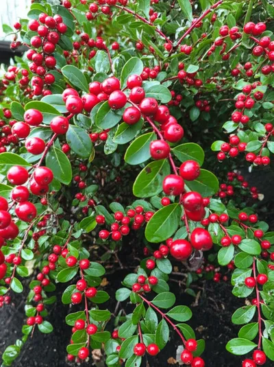 Illustration currants - Image 2