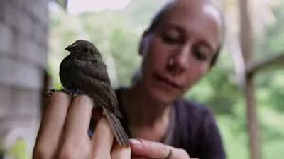 Illustration ornithologist - Image 2